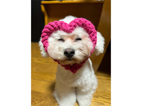 モデル犬卒業後、里親さん宅での様子♪～モアナちゃん～